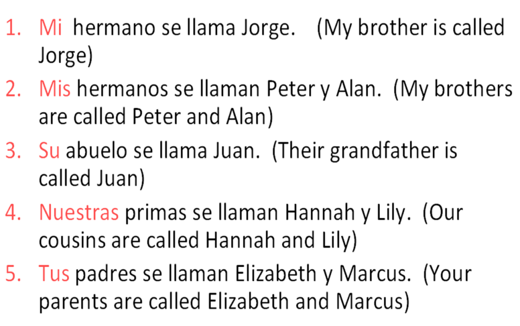 12 Spanish Possessive Adjectives Worksheet Worksheeto
