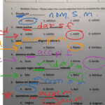 St 14 Noun Adjective Agreement 1 Language Latin Latin Grammar ShowMe